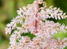Čechrava Thunbergova 'Betsy Cuperus' - Astilbe thunbergii 'Betsy Cuperus'