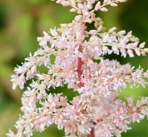 Čechrava Thunbergova 'Betsy Cuperus' - Astilbe thunbergii 'Betsy Cuperus'