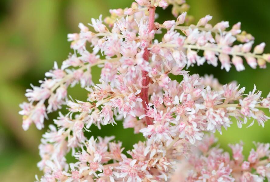 Čechrava Thunbergova 'Betsy Cuperus' - Astilbe thunbergii 'Betsy Cuperus'