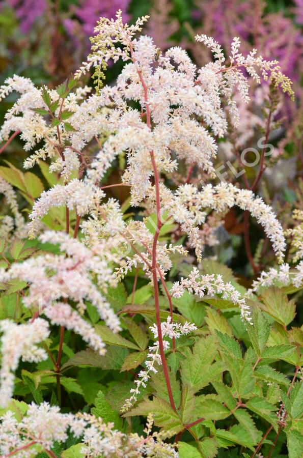 Čechrava Thunbergova 'Betsy Cuperus' - Astilbe thunbergii 'Betsy Cuperus'