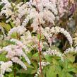 Čechrava Thunbergova 'Betsy Cuperus' - Astilbe thunbergii 'Betsy Cuperus'