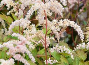 Čechrava Thunbergova 'Betsy Cuperus' - Astilbe thunbergii 'Betsy Cuperus'