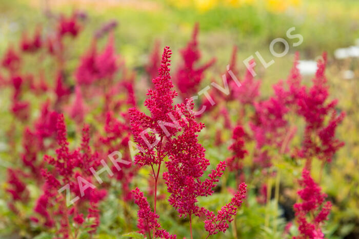 Čechrava japonská 'Montgomery' - Astilbe japonica 'Montgomery'