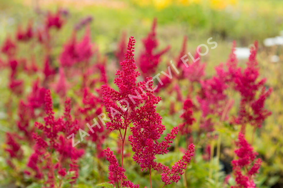 Čechrava japonská 'Montgomery' - Astilbe japonica 'Montgomery'