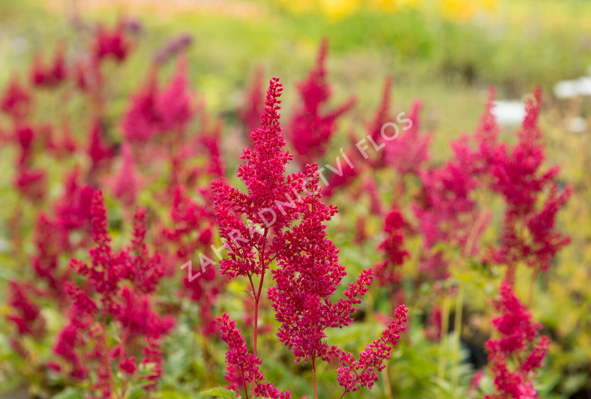 Čechrava japonská 'Montgomery' - Astilbe japonica 'Montgomery'