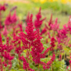 Čechrava japonská 'Montgomery' - Astilbe japonica 'Montgomery'