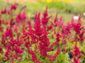 Čechrava japonská 'Montgomery' - Astilbe japonica 'Montgomery'