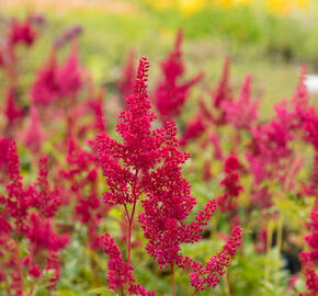 Čechrava japonská 'Montgomery' - Astilbe japonica 'Montgomery'