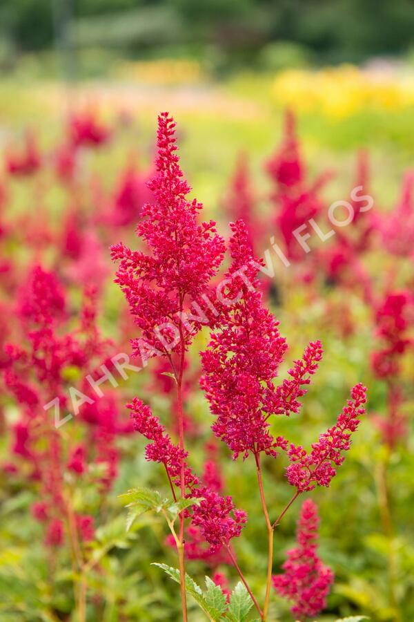 Čechrava japonská 'Montgomery' - Astilbe japonica 'Montgomery'