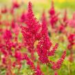 Čechrava japonská 'Montgomery' - Astilbe japonica 'Montgomery'