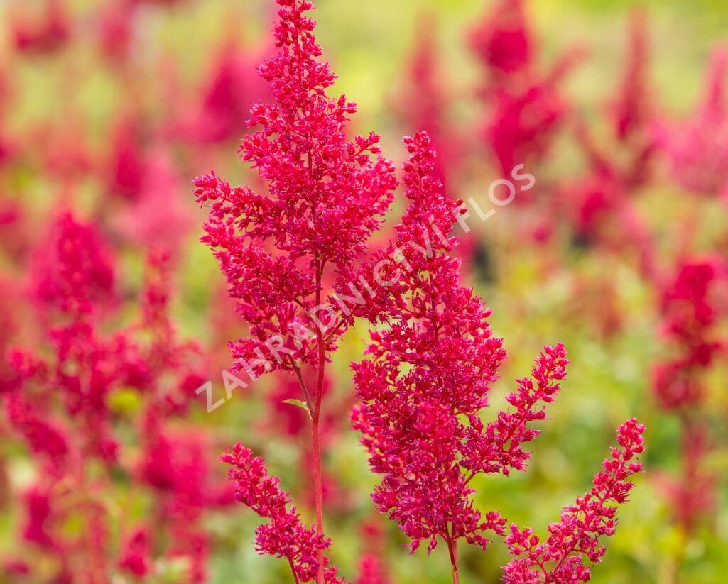 Čechrava japonská 'Montgomery' - Astilbe japonica 'Montgomery'
