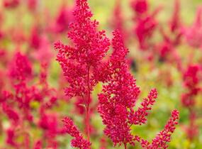 Čechrava japonská 'Montgomery' - Astilbe japonica 'Montgomery'