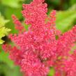 Čechrava japonská 'Montgomery' - Astilbe japonica 'Montgomery'