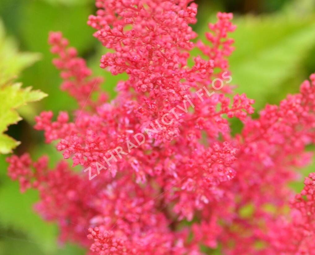 Čechrava japonská 'Montgomery' - Astilbe japonica 'Montgomery'