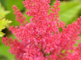Čechrava japonská 'Montgomery' - Astilbe japonica 'Montgomery'