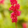 Čechrava japonská 'Montgomery' - Astilbe japonica 'Montgomery'