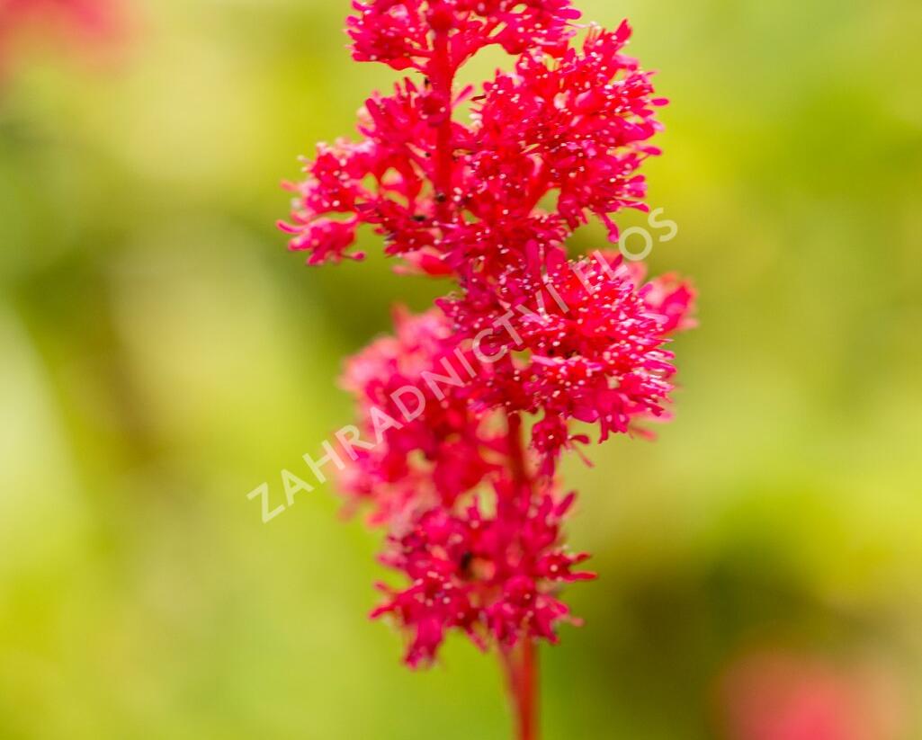 Čechrava japonská 'Montgomery' - Astilbe japonica 'Montgomery'