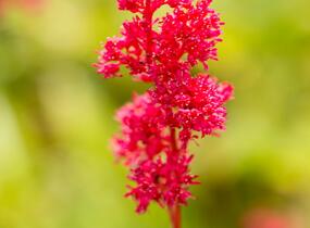 Čechrava japonská 'Montgomery' - Astilbe japonica 'Montgomery'