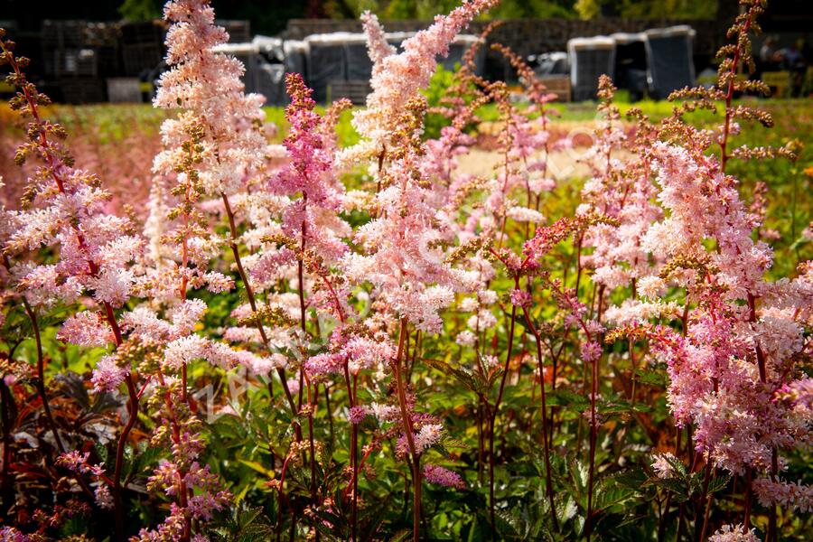 Čechrava Arendsova 'Grete Püngel' - Astilbe arendsii 'Grete Püngel'