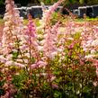 Čechrava Arendsova 'Grete Püngel' - Astilbe arendsii 'Grete Püngel'
