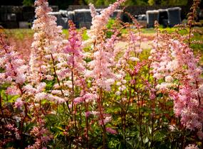 Čechrava Arendsova 'Grete Püngel' - Astilbe arendsii 'Grete Püngel'