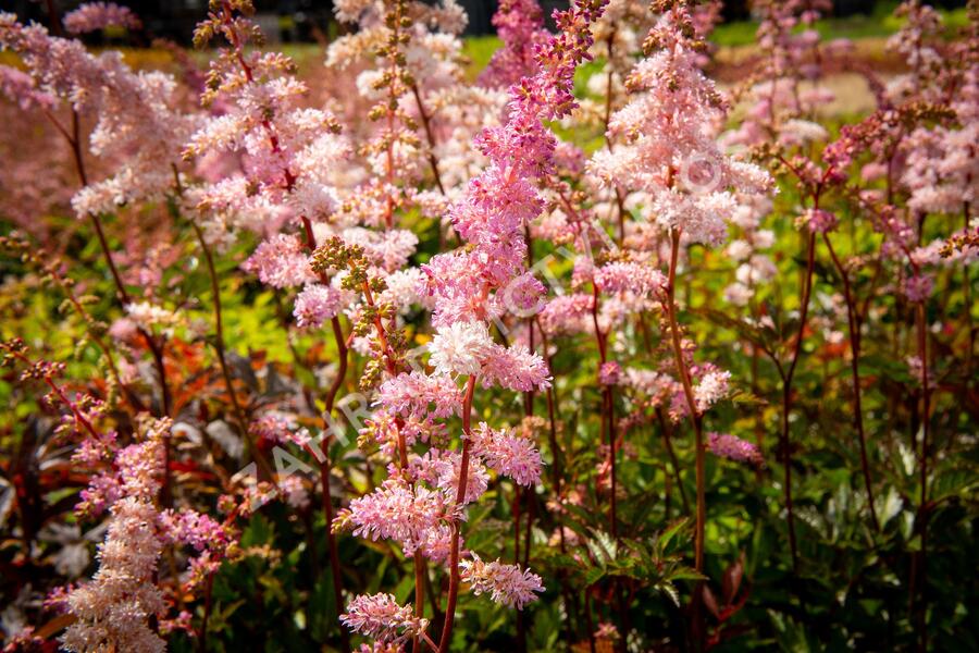 Čechrava Arendsova 'Grete Püngel' - Astilbe arendsii 'Grete Püngel'
