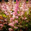 Čechrava Arendsova 'Grete Püngel' - Astilbe arendsii 'Grete Püngel'