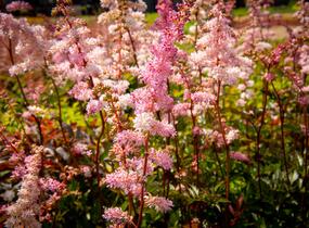 Čechrava Arendsova 'Grete Püngel' - Astilbe arendsii 'Grete Püngel'