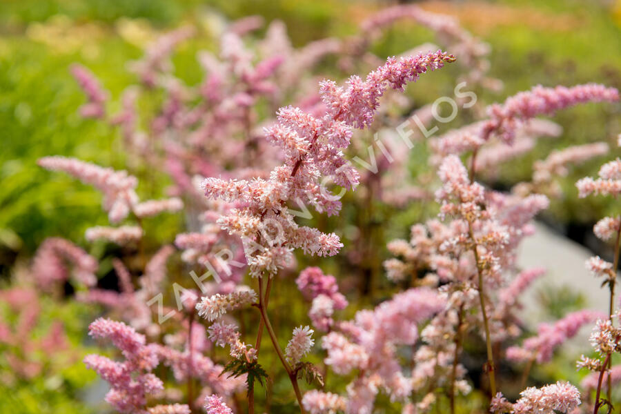 Čechrava Arendsova 'Grete Püngel' - Astilbe arendsii 'Grete Püngel'