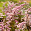 Čechrava Arendsova 'Grete Püngel' - Astilbe arendsii 'Grete Püngel'