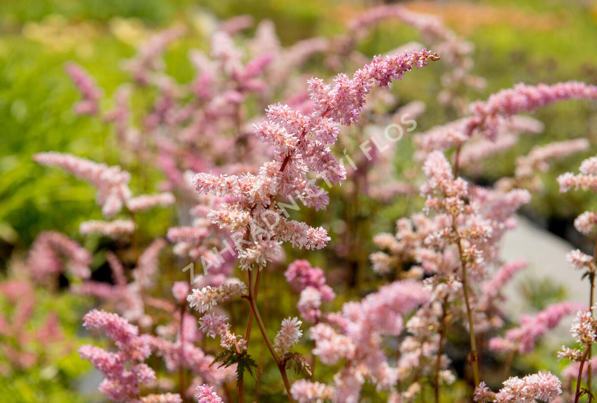 Čechrava Arendsova 'Grete Püngel' - Astilbe arendsii 'Grete Püngel'