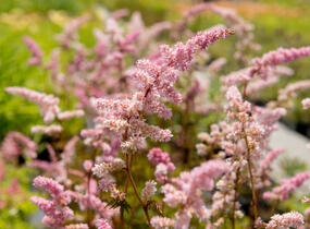 Čechrava Arendsova 'Grete Püngel' - Astilbe arendsii 'Grete Püngel'