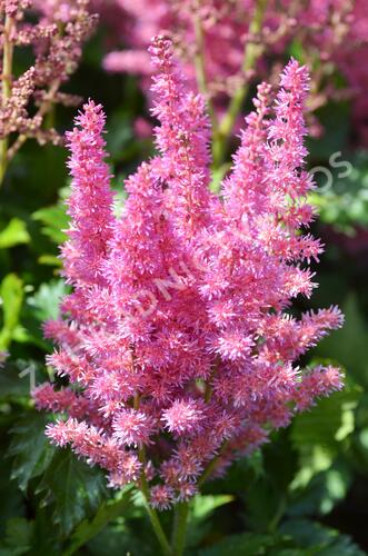 Čechrava čínská 'Little Vision in Purple' - Astilbe chinensis 'Little Vision in Purple'