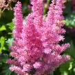 Čechrava čínská 'Little Vision in Purple' - Astilbe chinensis 'Little Vision in Purple'