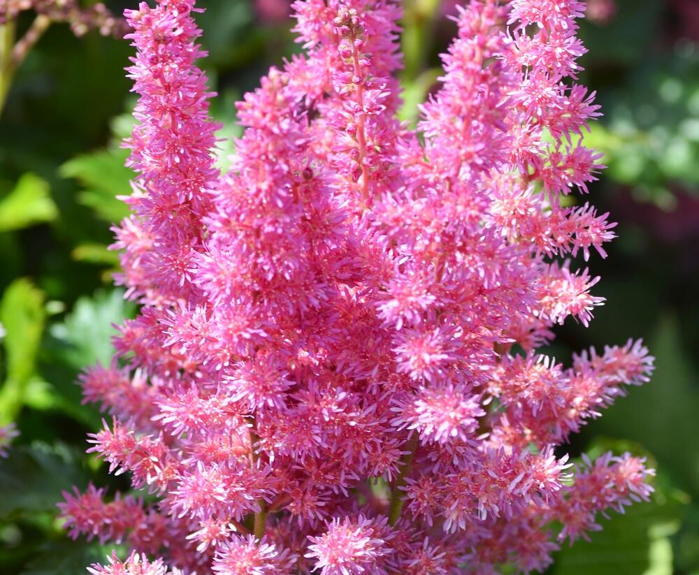 Čechrava čínská 'Little Vision in Purple' - Astilbe chinensis 'Little Vision in Purple'