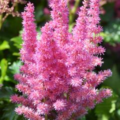 Čechrava čínská 'Little Vision in Purple' - Astilbe chinensis 'Little Vision in Purple'