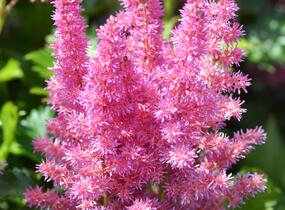 Čechrava čínská 'Little Vision in Purple' - Astilbe chinensis 'Little Vision in Purple'