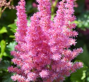 Čechrava čínská 'Little Vision in Purple' - Astilbe chinensis 'Little Vision in Purple'