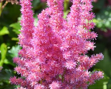 Čechrava čínská 'Little Vision in Purple'