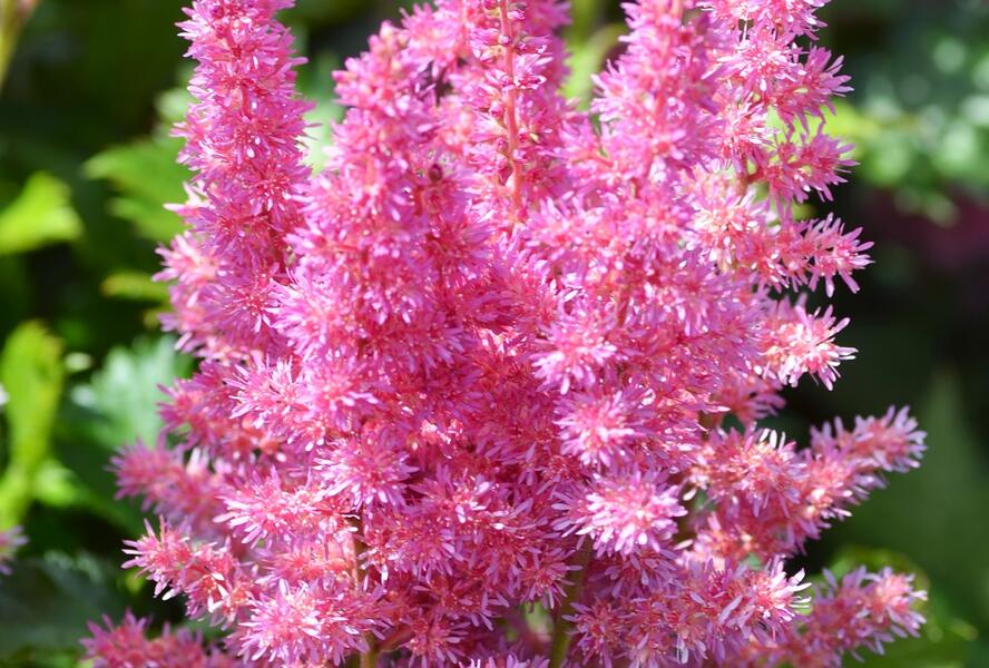 Čechrava čínská 'Little Vision in Purple' - Astilbe chinensis 'Little Vision in Purple'