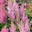 Čechrava čínská 'Little Vision in Purple' - Astilbe chinensis 'Little Vision in Purple'