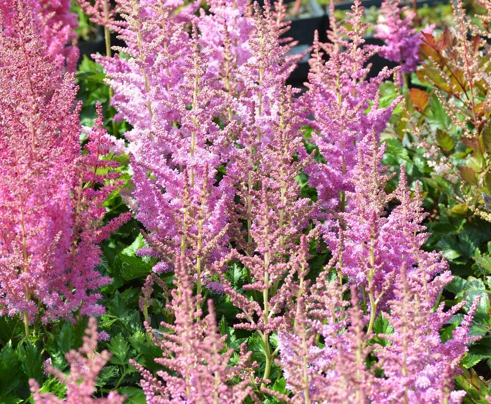 Čechrava čínská 'Little Vision in Purple' - Astilbe chinensis 'Little Vision in Purple'