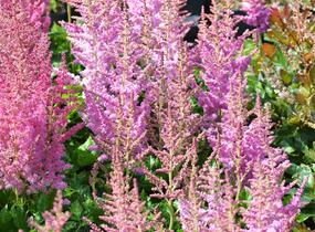Čechrava čínská 'Little Vision in Purple' - Astilbe chinensis 'Little Vision in Purple'