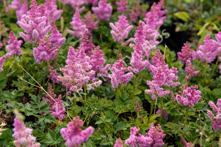 Čechrava čínská 'Little Vision in Pink' - Astilbe chinensis 'Little Vision in Pink'