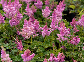 Čechrava čínská 'Little Vision in Pink' - Astilbe chinensis 'Little Vision in Pink'