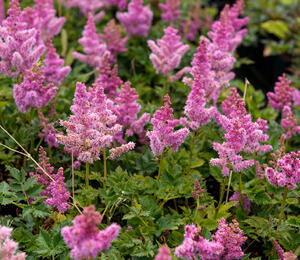 Čechrava čínská 'Little Vision in Pink' - Astilbe chinensis 'Little Vision in Pink'