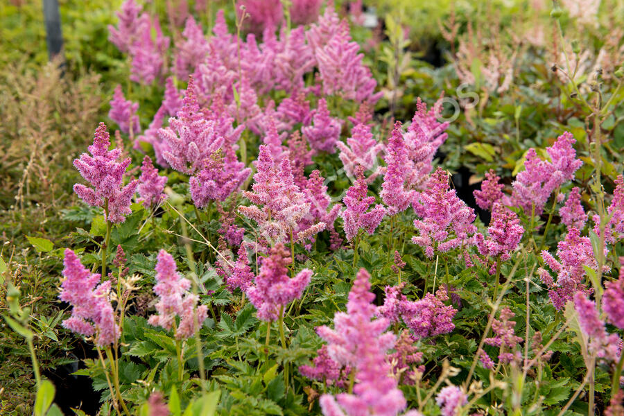 Čechrava čínská 'Little Vision in Pink' - Astilbe chinensis 'Little Vision in Pink'