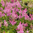 Čechrava čínská 'Little Vision in Pink' - Astilbe chinensis 'Little Vision in Pink'