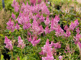 Čechrava čínská 'Little Vision in Pink' - Astilbe chinensis 'Little Vision in Pink'