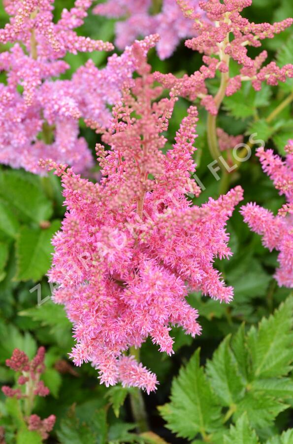 Čechrava čínská 'Little Vision in Pink' - Astilbe chinensis 'Little Vision in Pink'